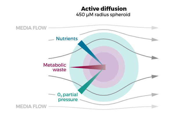 active diffusion that enables the arrival of nutrients from side to the core of the organoid.