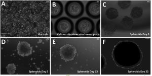 3d cell culture and epigenetics