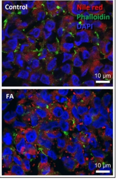 3d Cell Culture Innovations Isogen Lifescience