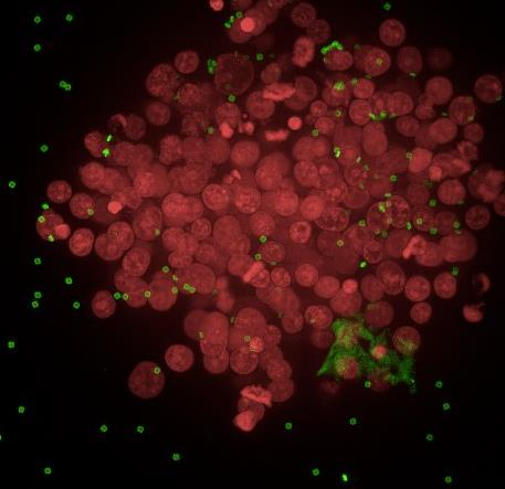 Intracellular Biosensors - Isogen Lifescience