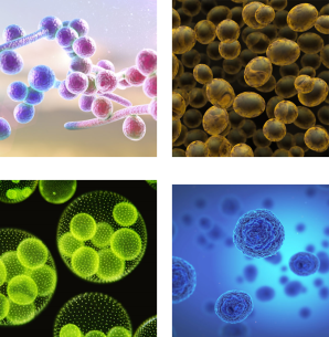 different applications about biostream bioreactors