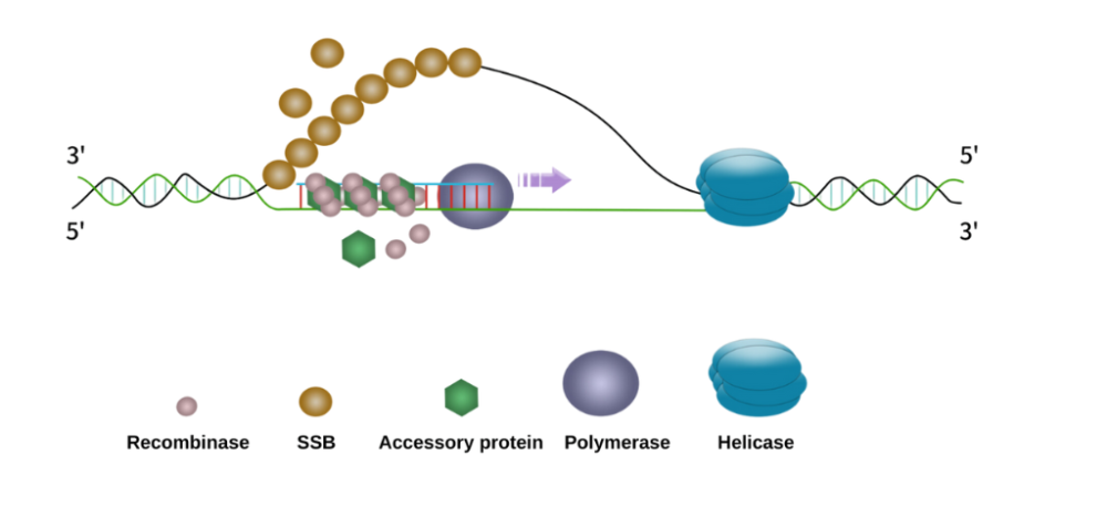 MIRA assay concept