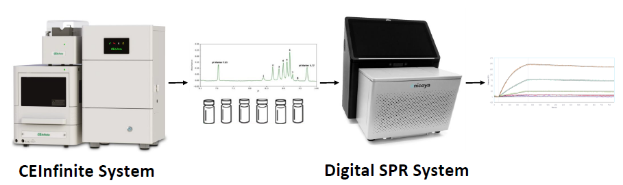 An integrated icIEF–SPR Workflow for Functional Characterisation of Monoclonal Antibody Charge Variants