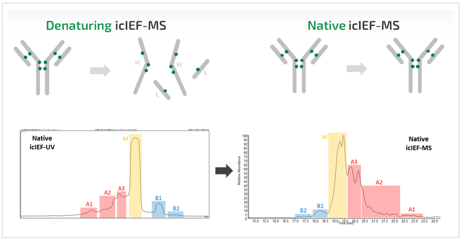 between Denatured, Native (to preserve non-covalent interactions), and Reverse Modes (resolve acidic variants), 