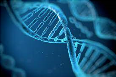 DNA quantification