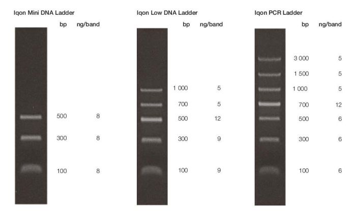 Supporting buffers dna ladders PCR
