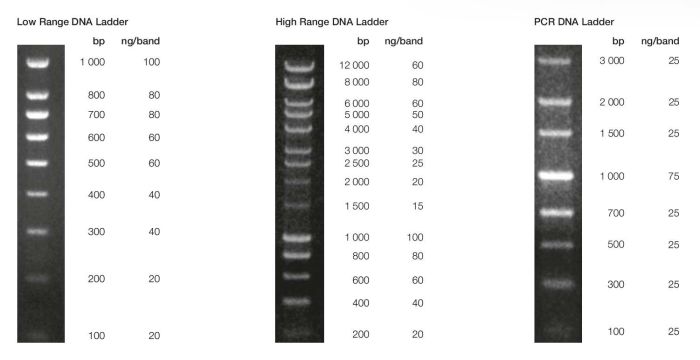 Supporting buffers dna ladders